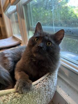 Domestic Long Hair Cats Available for Adoption in Fairfax, Virginia - Shadow (Long Hair) | PetCurious