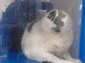 PATCHES -  Domestic Short Hair Cat for Adoption in Orlando, Florida - PATCHES | PetCurious
