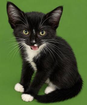 Winter 1418-26 -  Domestic Short Hair Cat for Adoption in Cumming, Georgia - Winter 1418-26 | PetCurious