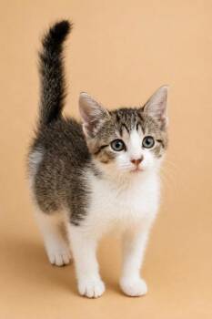 Ranch -  Domestic Short Hair Cat for Adoption in Dahlonega, Georgia - Ranch | PetCurious