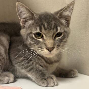 Maggie -  Domestic Short Hair Cat for Adoption in Yuma, Arizona - Maggie | PetCurious