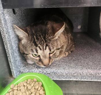 Lukas -  Domestic Short Hair Cat for Adoption in Mocksville, North Carolina - Lukas | PetCurious