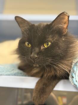Rescue Domestic Long Hair Cats for Adoption in Sunrise, Florida - Dior | PetCurious