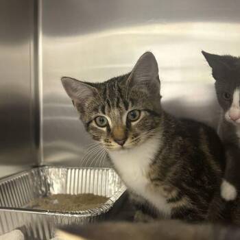 Loaf -  Domestic Short Hair Cat for Adoption in Asheville, North Carolina - Loaf | PetCurious