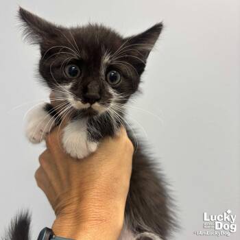 Blackberry -  Domestic Short Hair Cat for Adoption in Washington, District Of Columbia - Blackberry | PetCurious