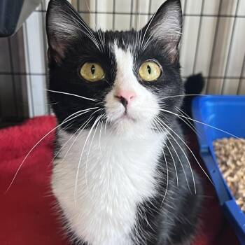 Domestic Medium Hair Cats Available for Adoption in Matteson, Illinois - Elisha | PetCurious