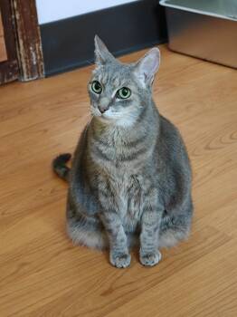 Gigi -  Domestic Short Hair Cat for Adoption in New Britain, Connecticut - Gigi | PetCurious