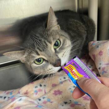 Kit Kat -  Domestic Short Hair Cat for Adoption in Grand Rapids, Michigan - Kit Kat | PetCurious