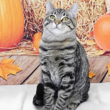 Teela -  Domestic Short Hair Cat for Adoption in Peoria, Illinois - Teela | PetCurious
