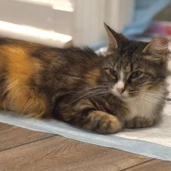 Cece (bonded with Lainey) -  Domestic Long Hair Cat for Adoption in Sandy Springs, Georgia - Cece (bonded With Lainey) | PetCurious