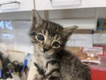 ANITA -  Domestic Short Hair Cat for Adoption in Santa Fe, New Mexico - ANITA | PetCurious