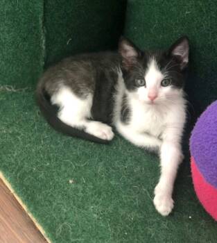 Grey Neck -  Domestic Short Hair Cat for Adoption in Reno, Nevada - Grey Neck | PetCurious