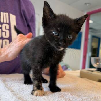 Nice Nancy 28 -  Domestic Short Hair Cat for Adoption in Austin, Texas - Nice Nancy 28 | PetCurious