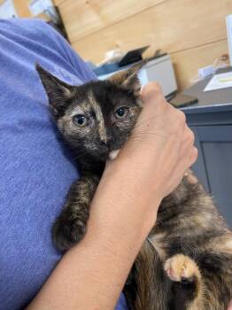 Tahira -  Domestic Short Hair Cat for Adoption in Cumming, Georgia - Tahira | PetCurious
