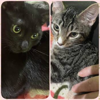 Marshmallow & Gelato -  Domestic Short Hair Cat for Adoption in Liverpool, Texas - Marshmallow & Gelato | PetCurious