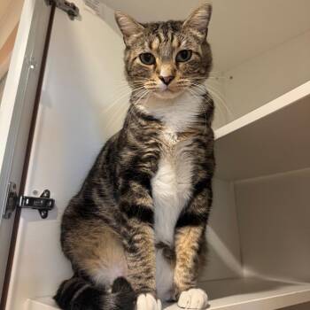 Maker -  Domestic Short Hair Cat for Adoption in Buellton, California - Maker | PetCurious