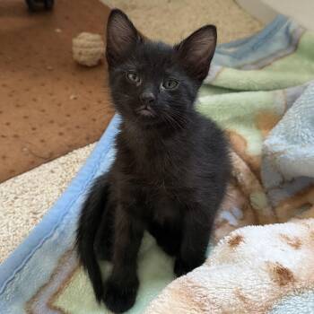 Brian Groth -  Domestic Short Hair Cat for Adoption in Morrison, Colorado - Brian Groth | PetCurious