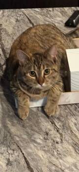 Domestic Short Hair Cats Available for Adoption in Valley Center, Kansas - Kennedy | PetCurious