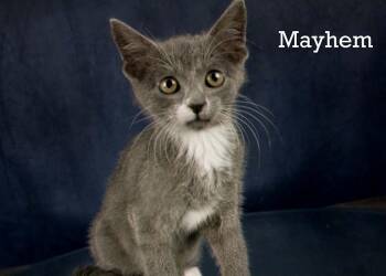 Rescue Domestic Short Hair Cats for Adoption in York, Nebraska - Mayhem | PetCurious