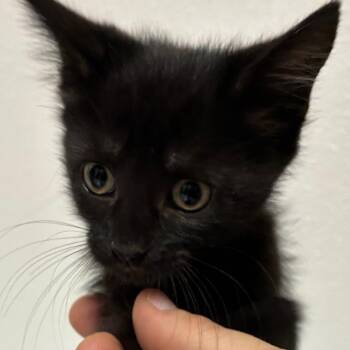 Panini -  Domestic Short Hair Cat for Adoption in Gainesville, Florida - Panini | PetCurious