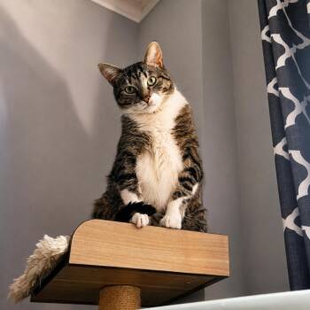 Rainbow Dash -  Domestic Short Hair Cat for Adoption in Chicago, Illinois - Rainbow Dash | PetCurious