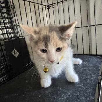 Tangerine - Chino Hills Location -  Domestic Short Hair Cat for Adoption in Chino Hills, California - Tangerine - Chino Hills Location | PetCurious