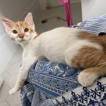 Teddy -  Domestic Short Hair Cat for Adoption in Santa Fe, Texas - Teddy | PetCurious