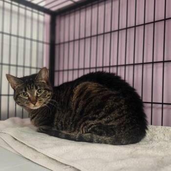 Snuggles -  Domestic Short Hair Cat for Adoption in Davenport, Iowa - Snuggles | PetCurious