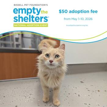 Domestic Long Hair Cats Available for Adoption in Santa Cruz, California - GWEN* | PetCurious