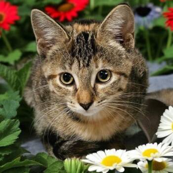 FALLON ROSE -  Domestic Short Hair Cat for Adoption - FALLON ROSE | PetCurious