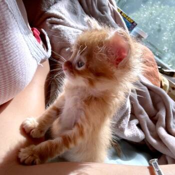 Triggerfish 17 -  Domestic Short Hair Cat for Adoption in Austin, Texas - Triggerfish 17 | PetCurious