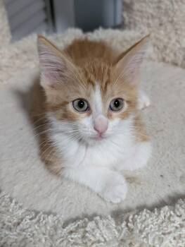 Atticus A219745 -  Domestic Short Hair Cat for Adoption in Plano, Texas - Atticus A219745 | PetCurious