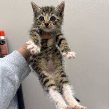 Domestic Short Hair Cats Available for Adoption in Morganton, North Carolina - Axle | PetCurious