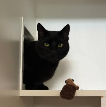Jeff -  Domestic Short Hair Cat Available for Adoption in Hyde Park, New York - Jeff | PetCurious
