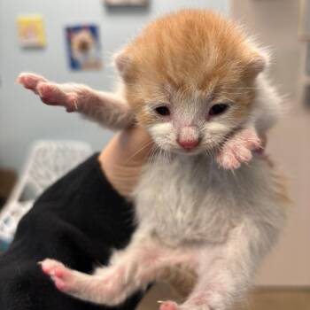 Domestic Short Hair Cats Available for Adoption in York, Pennsylvania - YORK-Stray-15540 | PetCurious