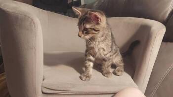 Leonidas -  Domestic Short Hair Cat for Adoption in Lorain, Ohio - Leonidas | PetCurious