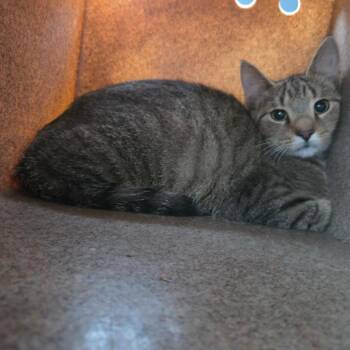 Pinkerton -  Domestic Short Hair Cat for Adoption in Birmingham, Alabama - Pinkerton | PetCurious