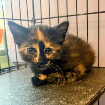 Magenta -  Domestic Short Hair Cat for Adoption in Treasure Island, Florida - Magenta | PetCurious