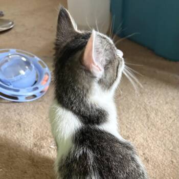 Peggy -  Domestic Short Hair Cat for Adoption in Honeoye, New York - Peggy | PetCurious