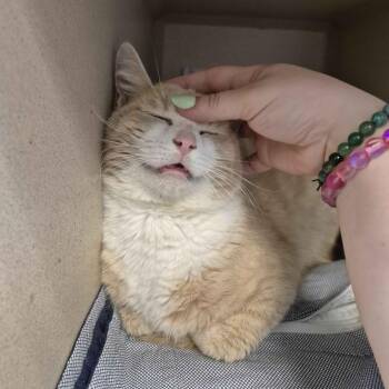 Domestic Short Hair Cats Available for Adoption in Gloucester, Virginia - Gaazhagens | PetCurious