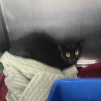 Blackie -  Domestic Short Hair Cat for Adoption in Flagstaff, Arizona - Blackie | PetCurious