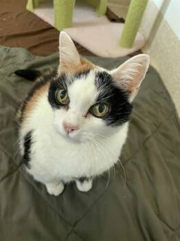 SERENA -  Domestic Short Hair Cat for Adoption in Riverside, California - SERENA | PetCurious