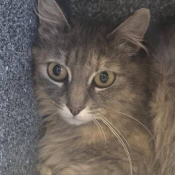 Mahogany -  Domestic Medium Hair Cat for Adoption in Salt Lake City, Utah - Mahogany | PetCurious