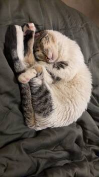 Bouddica -  Domestic Short Hair and Tabby Cat for Adoption in Minneapolis, Minnesota - Bouddica | PetCurious