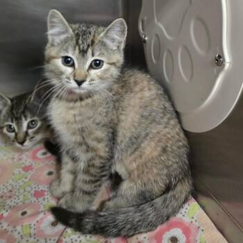 Fairie -  Domestic Short Hair Cat for Adoption in Spokane, Washington - Fairie | PetCurious