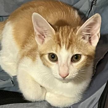 Rescue Tabby Cats for Adoption in Phoenix, Arizona - Fanta Orange | PetCurious