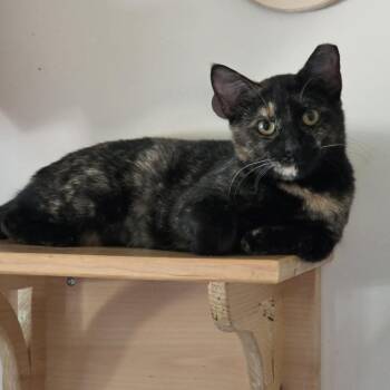 Joette -  Domestic Short Hair Cat for Adoption in Ballston Spa, New York - Joette | PetCurious
