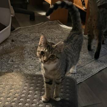 Rescue Domestic Short Hair Cats for Adoption in Toledo, Ohio - Daisy | PetCurious