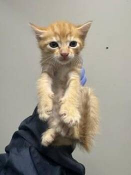 CHEETO -  Domestic Short Hair Cat for Adoption in Doral, Florida - CHEETO | PetCurious
