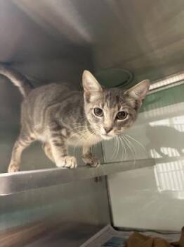 Soba -  Domestic Short Hair Cat for Adoption in Fort Worth, Texas - Soba | PetCurious